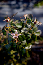 Load image into Gallery viewer, Love, Nature: A Valentine&#39;s Day Weekend Writing Retreat