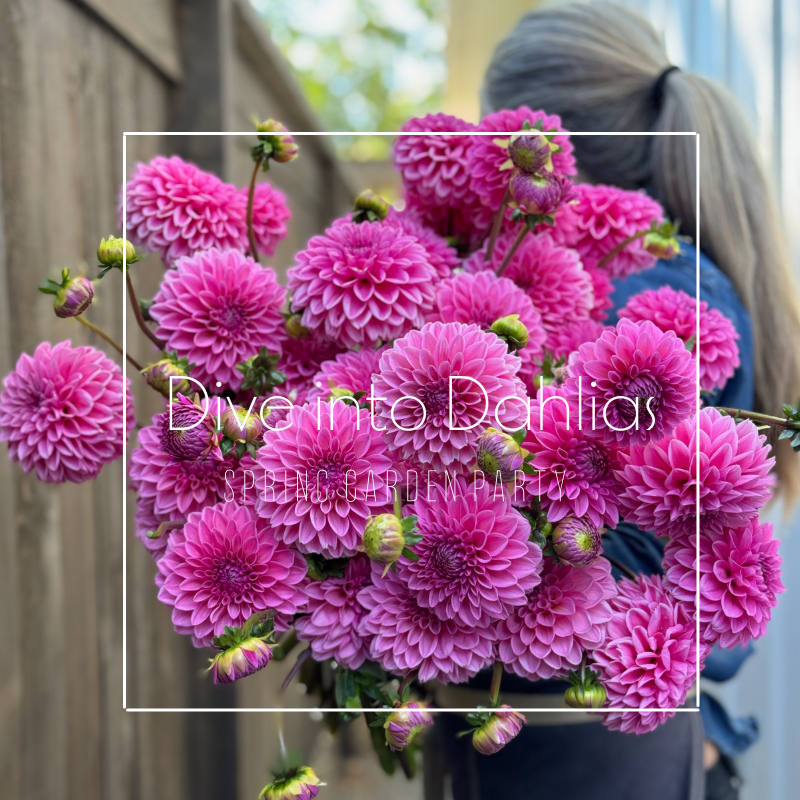 Dive into Dahlias Garden Party | April 18 FREE