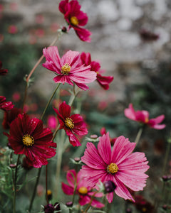 Floral Photography & Styling Retreat