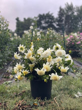 Load image into Gallery viewer, Dahlia, Platinum Blond