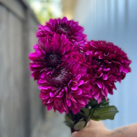 Dahlia, Thomas Edison