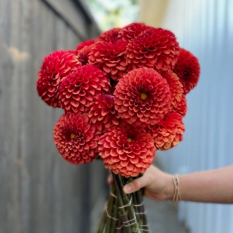 Dahlia, Brown Sugar