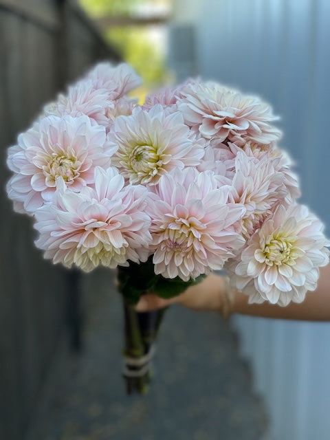 Dahlia, Silver Years