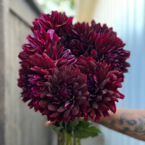 Dahlia, Hollyhill Black Beauty