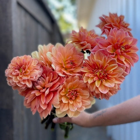 Dahlia, Yelno Harmony