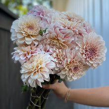 Load image into Gallery viewer, Dahlia, Sweet Nathalie
