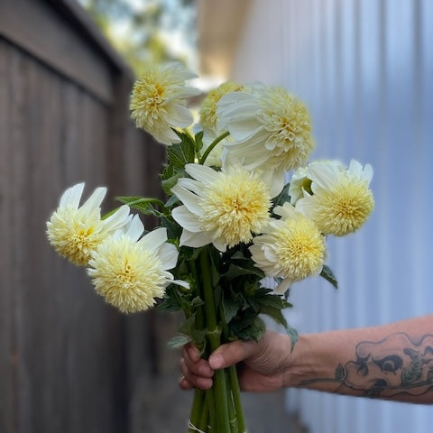 Dahlia, Platinum Blond