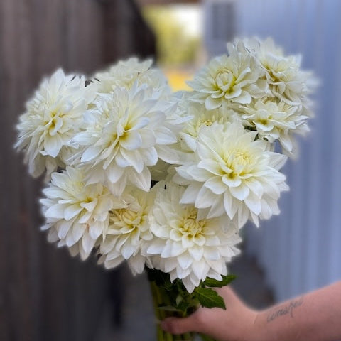 Dahlia, Karma Maarten Zwaan