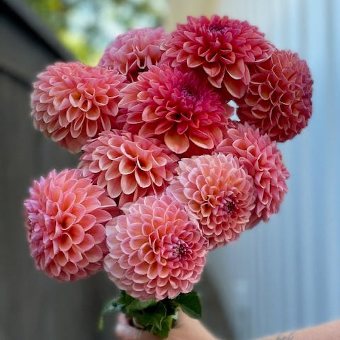 Dahlia, Linda's Baby