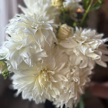 Load image into Gallery viewer, Dahlia, Snowbound