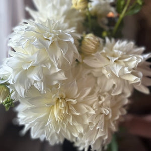 Dahlia, Snowbound