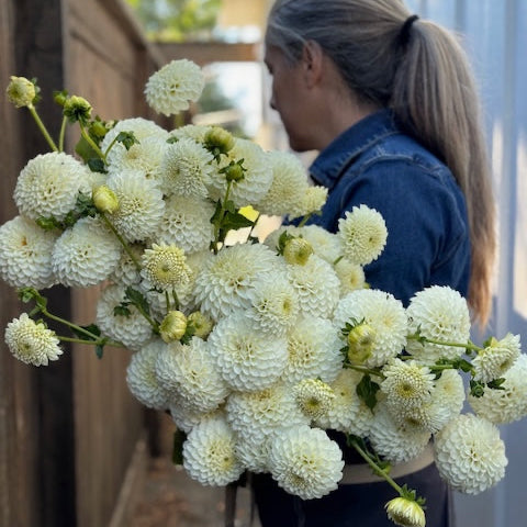 Dahlia, Ryecroft Jan