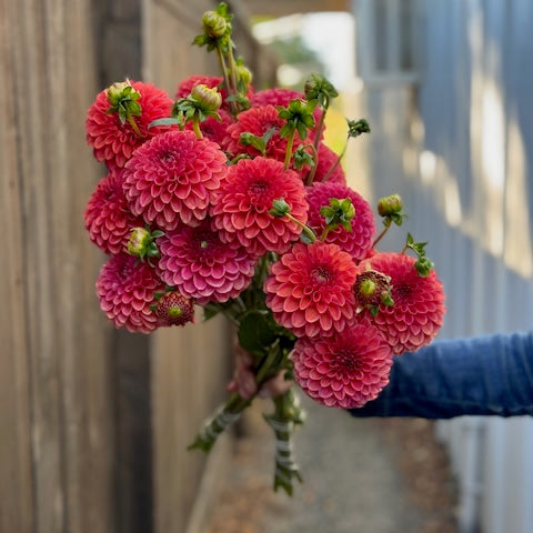 Dahlia, Zundert Mystery Fox