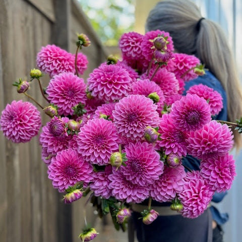 Dahlia, Jowey Frambo