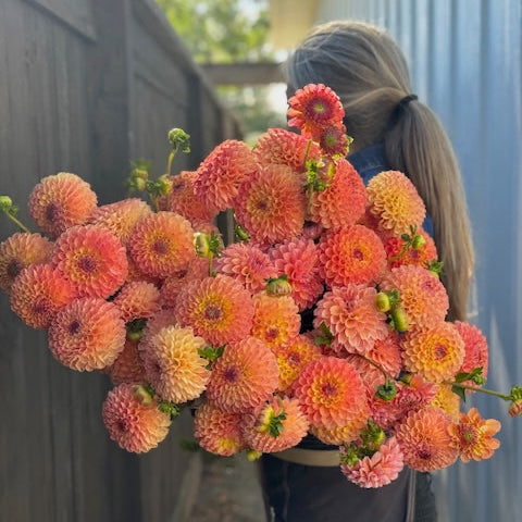 Dahlia, Jowey Nicky