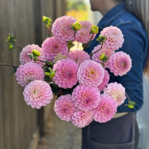 Dahlia, Wizard of Oz