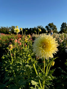 Dahlia, Citron du Cap
