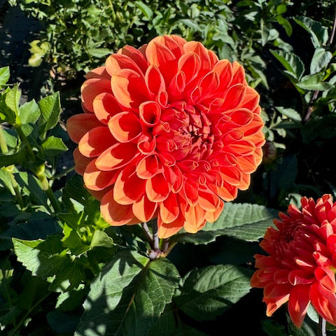 Dahlia, Salmon (no name)
