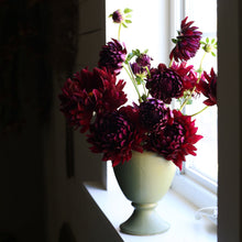 Load image into Gallery viewer, Dahlia, Hollyhill Black Beauty