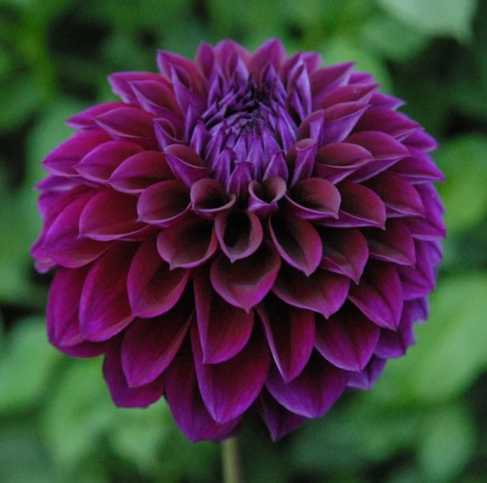 Dahlia, Diva