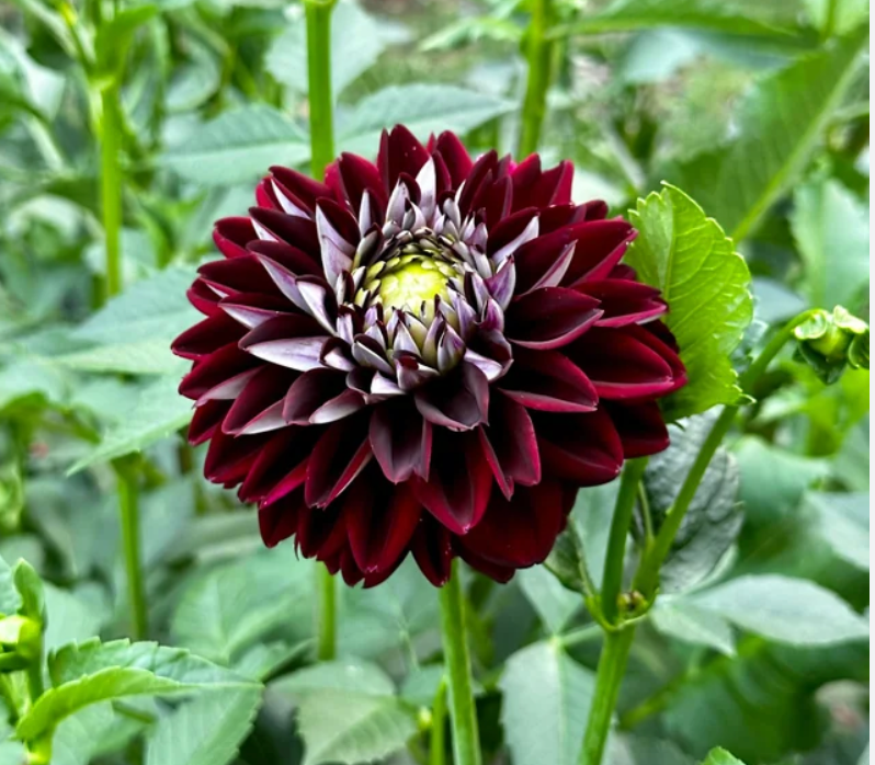 Dahlia, Embassy – shop.shegrows