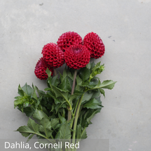 Load image into Gallery viewer, Dahlia, Cornel