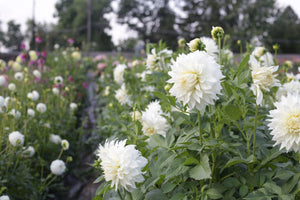 Dahlia, Snowbound