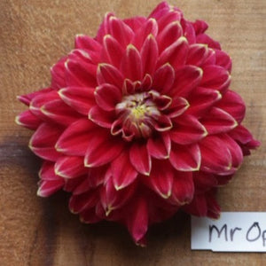 Dahlia, Mr. Optimist