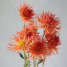 Load image into Gallery viewer, Dahlia, Bright Star
