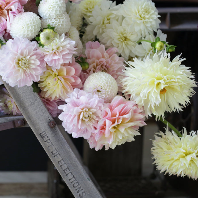 Dahlia, Citron du Cap