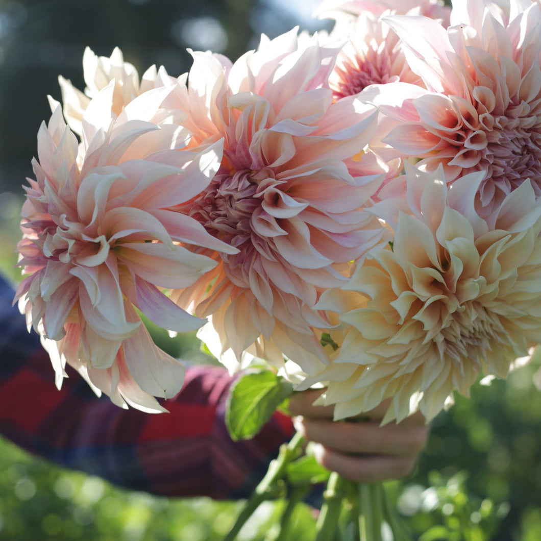 Dahlia, Cafe au Lait