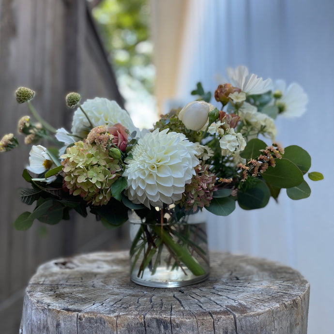 Dahlia, Boom Boom White