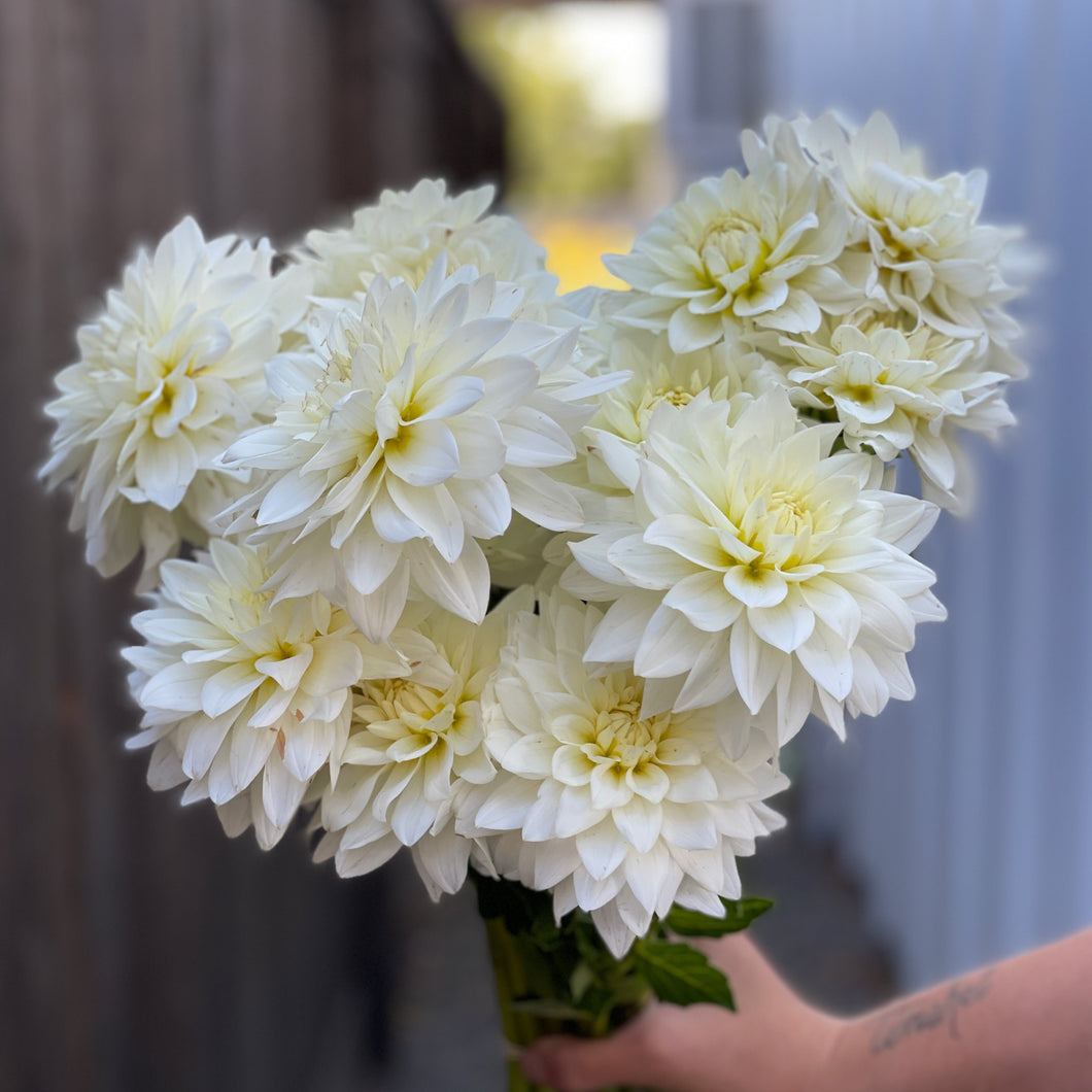 Dahlia, Karma Maarten Zwaan