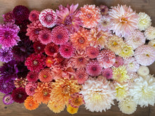 Load image into Gallery viewer, SHEGROWS Dahlia Collection Puzzle