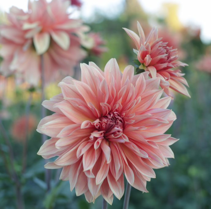 Dahlia, Babylon Bronze