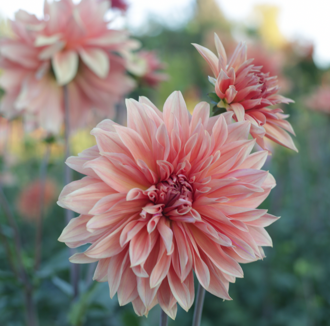 Dahlia, Babylon Bronze
