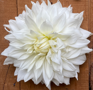 Dahlia, Snowbound