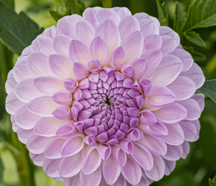 Dahlia, Megan Dean