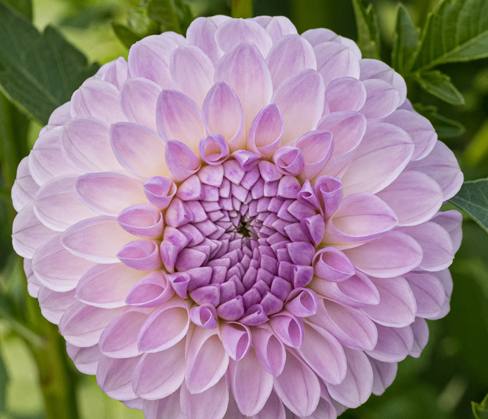 Dahlia, Megan Dean